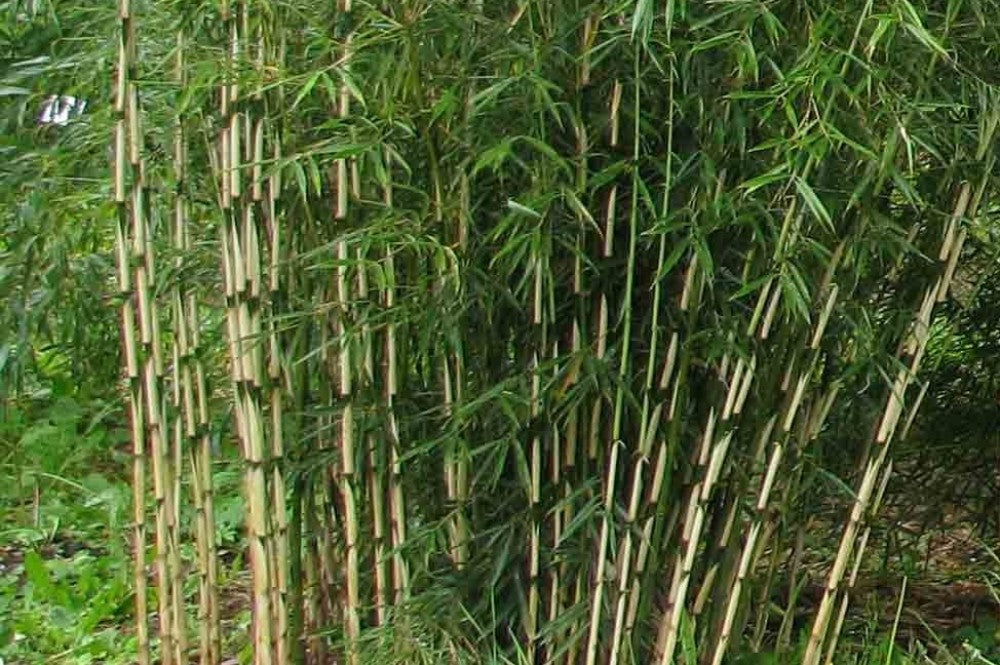 Forêt rempli de tiges de bambou