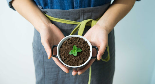 Personne ayant un pot de terre entre les mains avec la pousse d'une plante qui représente l'écologie
